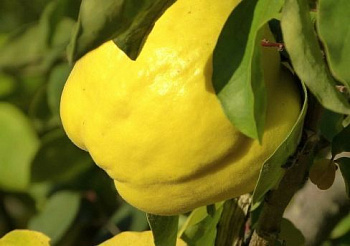 Айва обыкновенная Аврора