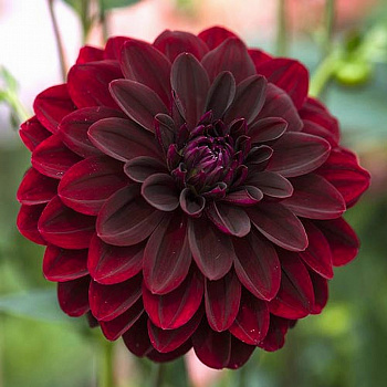 Георгина Декоративная Арабиан Найт