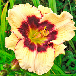 Лилейник гибридный Селебрейшн ов Эйнджелз