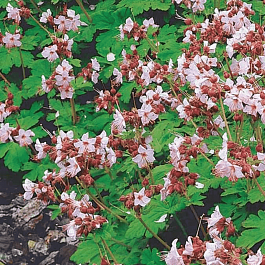 Герань крупнокорневищная Ingwersens Var