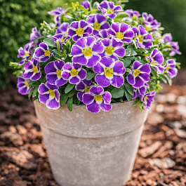 Калибрахоа Candy Shop Double Grape