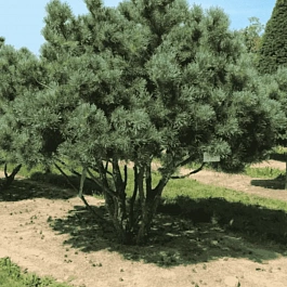 Сосна обыкновенная Watereri