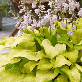 Хоста Ki Ren Jyaku