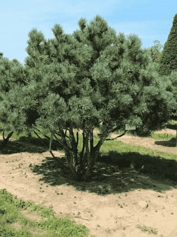 Сосна обыкновенная Watereri