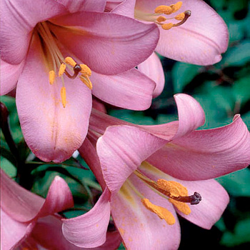 Лилия трубчатая Пинк Перфекшн