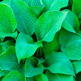 Хоста Marmalade on Toast