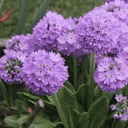 Примула мелкозубчатая Prom Lilac