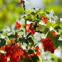 Смородина красная Подарок лета