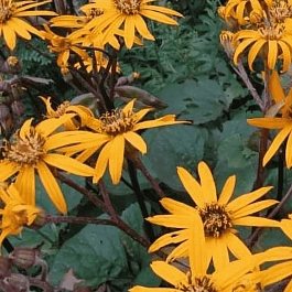 Бузульник зубчатый Desdemona