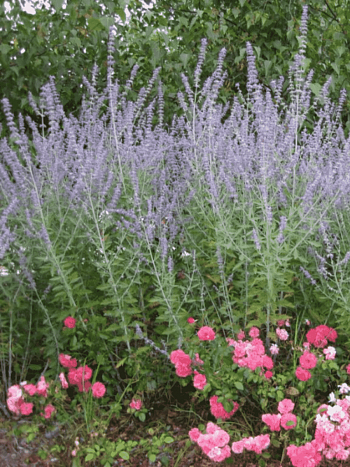 Перовския лебедолистная Blue Steel