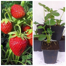 Земляника садовая Черри Берри НАБОР 5ШТ