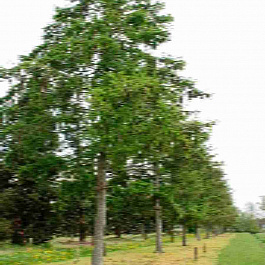 Лиственница Маршлинса