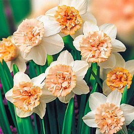 Нарцисс махровый Рози Клауд