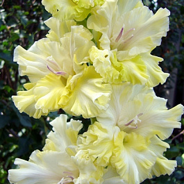 Гладиолус крупноцветковый Фэнтези Гладиолус крупноцветковый Фэнтези