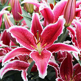 Лилия восточная Ред Айс НАБОР 2ШТ (2+2)