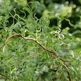 Ива извилистая