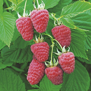 Малина ремонтантная Поклон Казакову