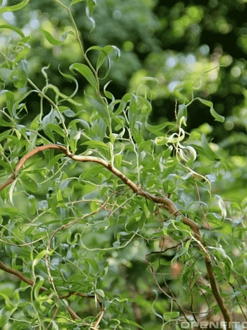 Ива извилистая