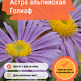 Астра альпийская Голиаф
