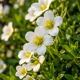 Камнеломка Арендса Marto White