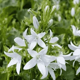 Колокольчик пожарского  E.H. Frost