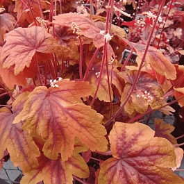 Гейхерелла Sweet Tea