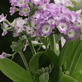 Примула ушковая Bartl