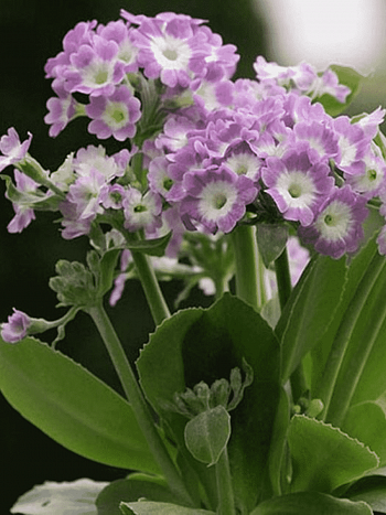 Примула ушковая Bartl