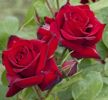 Роза флорибунда Николо Паганини