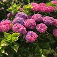 Гортензия крупнолистная Hornli