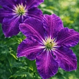 Клематис гибридный Tuchka