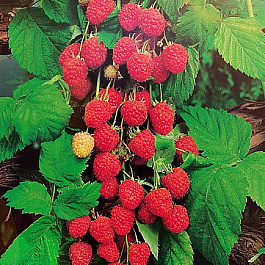 Малина ремонтантная Августина Малина ремонтантная Августина