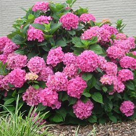 Гортензия крупнолистовая Гамбург