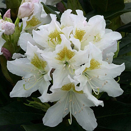 Рододендрон финский Канингемс Вайт