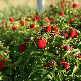 Малина соблазнительная