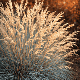 Овсяница сизая Sunrise