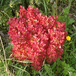 Барбарис Тунберга Лютин Руж Барбарис Тунберга Лютин Руж