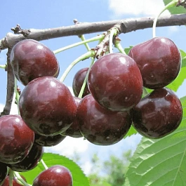 Дюк (Черевишня) Чудо вишня