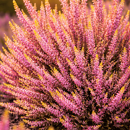 Вереск обыкновенный Theresa