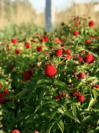 Малина соблазнительная