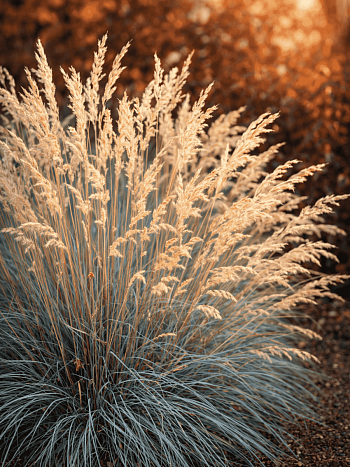 Овсяница сизая Sunrise