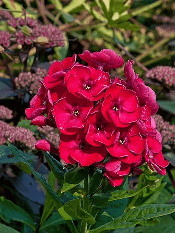 Флокс метельчатый Strawberry Daiquiri