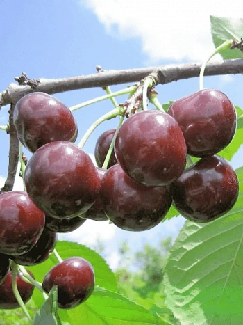 Дюк (Черевишня) Чудо вишня