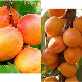 Дерево-сад (2-3х летка) абрикос 2 сорта Ульянихинский-Алеша