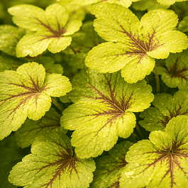 Гейхерелла Sunspot