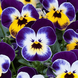 Виола рогатая Jolly Face