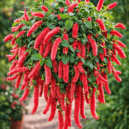 Акалифа Firetail