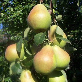 Груша плодовая Маршал Жуков