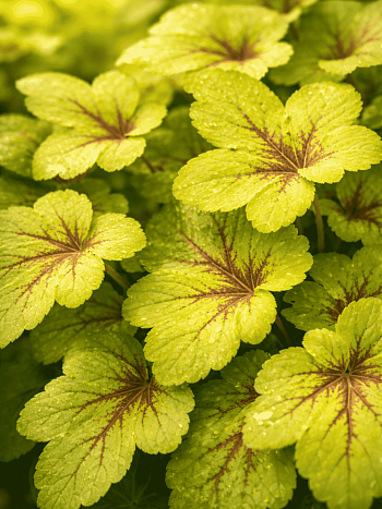 Гейхерелла Sunspot