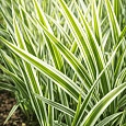 Фалярис тростниковый Elegantissima